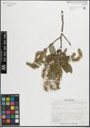 Foto von Salix glaucophylloides Fernald